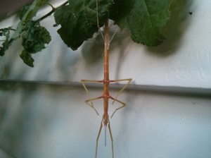 Stick insect shedding skin