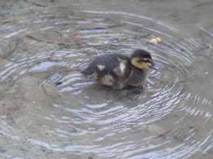 The sole survivor of presumably a brood of ducklings.