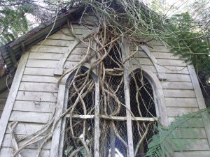 Facade with creepers