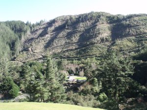 The inevitable scars of forestry, which should quickly heal.