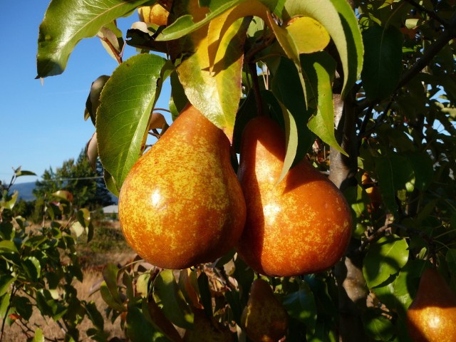 Pears on a tree